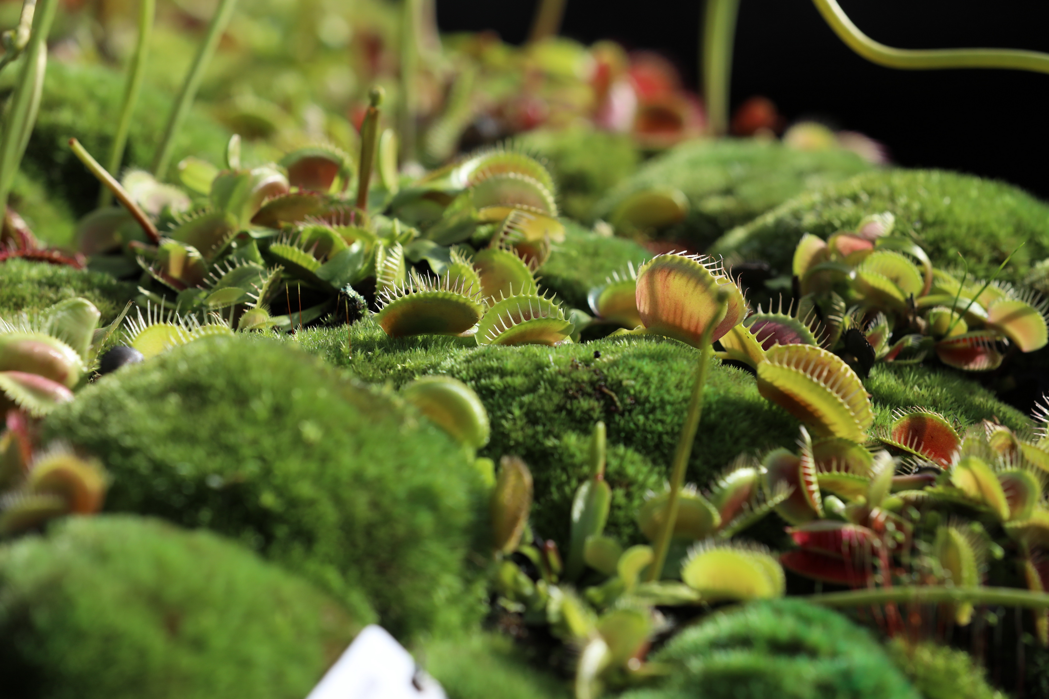 2020 02 03 17 20 07 Canon EOS 5D Mark IV 0039